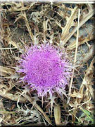 Atractylis gummífera