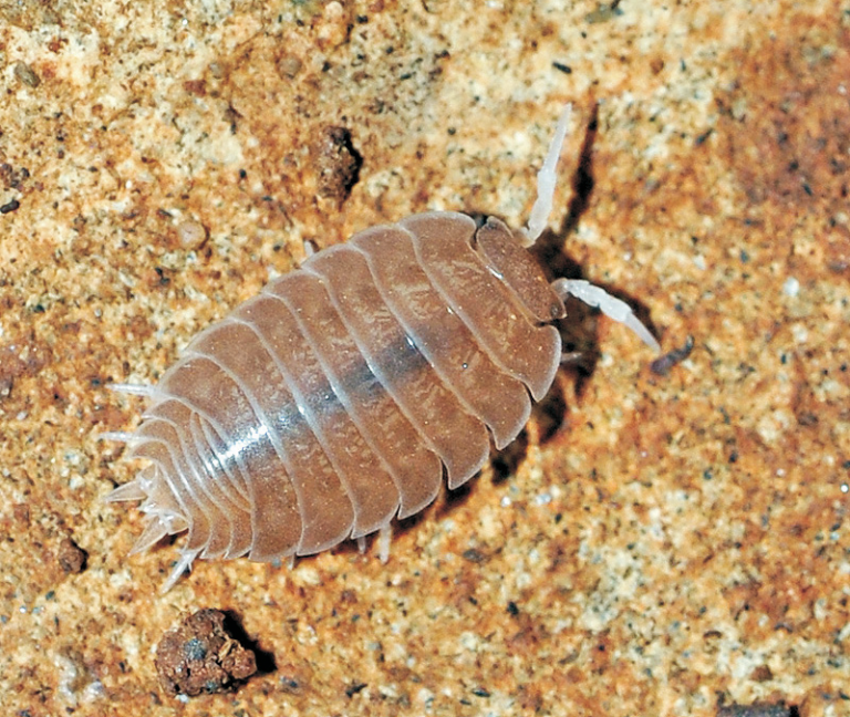 Descrita nueva especie de isópodo del sur de España - Sociedad Gaditana ...