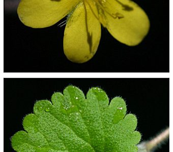 Nueva especie botánica para España en Los Alcornocales