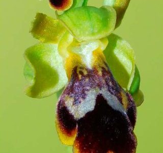Ophrys x pozoi, nuevo híbrido de orquídea para Andalucía Oriental