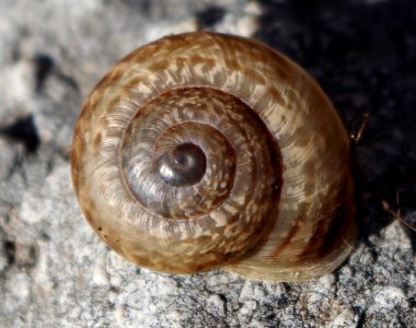 Nueva especie -para la ciencia- de caracol en Sierra de Grazalema