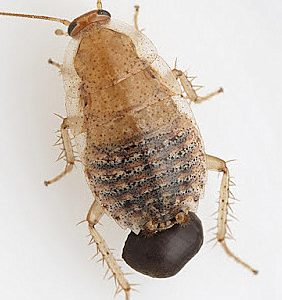 Dos nuevas especies de cucarachas endémicas de Cádiz