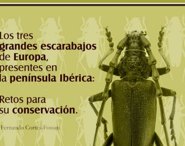Nuevo artículo en El Corzo sobre los grandes escarabajos ibéricos.