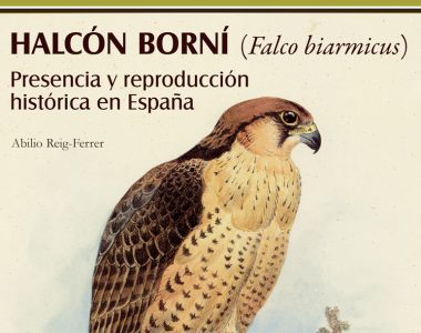 El halcón borní en España