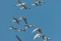 La Espátula euroasiática (Platalea leucorodia) califica como “Vulnerable” en el “Libro Rojo de las Aves de España 2021”
