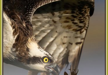 3ª Censo Ibérico del águila pescadora en El Corzo