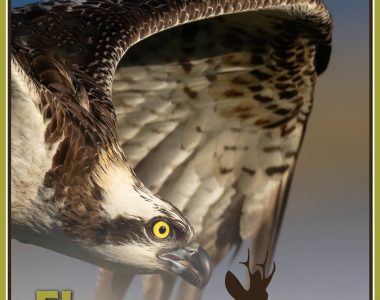 3ª Censo Ibérico del águila pescadora en El Corzo