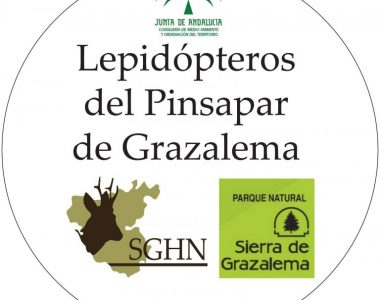 Informe final del proyecto «Lepidópteros Pinsapar Grazalema» de la SGHN