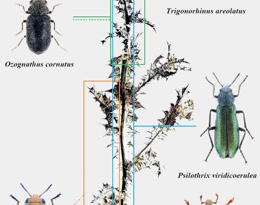 Nuevo artículo sobre los coleópteros de la tagarnina