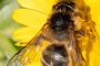 Nueva especie de abeja: Andrena gades, exclusiva de nuestra provincia.