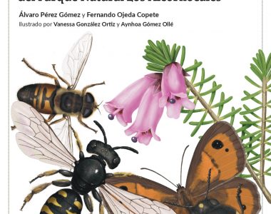 Nueva Guía de Insectos de la Herriza