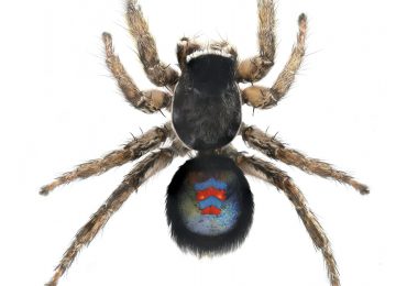 Nueva y espectacular especie de araña exclusiva de Cádiz