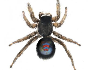 Nueva y espectacular especie de araña exclusiva de Cádiz