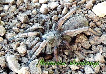Otra nueva especie de araña gaditana descrita por socios de la SGHN