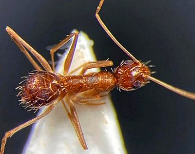 Presencia en Cádiz de hormiga exótica invasora