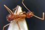 Presencia en Cádiz de hormiga exótica invasora