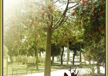 Guía botánica del Parque Celestino Mutis de Cádiz