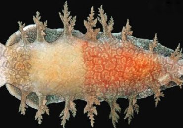 Nueva especie de nudibranquio en el Golfo de Cádiz