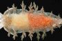 Nueva especie de nudibranquio en el Golfo de Cádiz