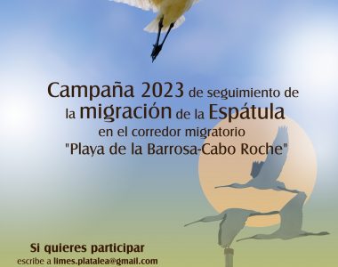 Nueva campaña Limes-Platalea/SGHN 2023