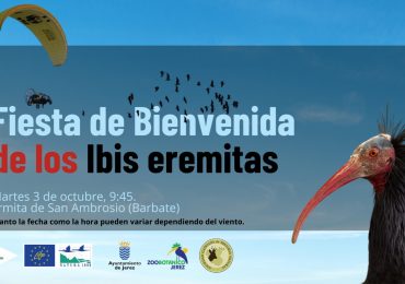 ¡¡Llegan los ibis desde Austria a Cádiz!!