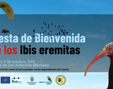 ¡¡Llegan los ibis desde Austria a Cádiz!!