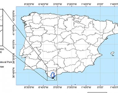 Nuevo híbrido de Quercus descrito en Cádiz