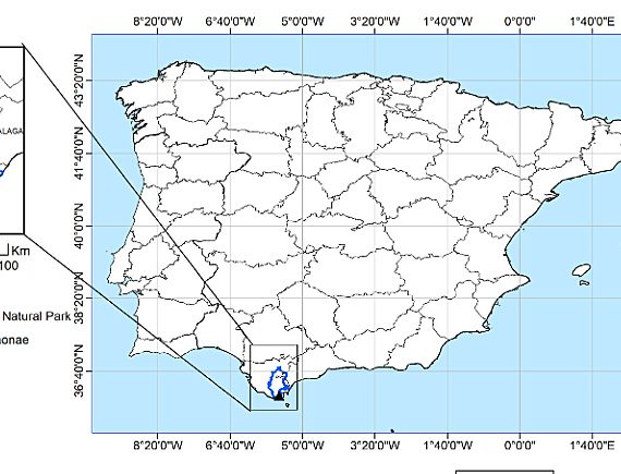 Nuevo híbrido de Quercus descrito en Cádiz