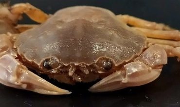 Nueva especie de cangrejo descubierta en la costa de Cádiz