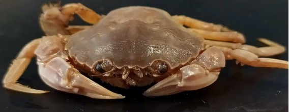 Nueva especie de cangrejo descubierta en la costa de Cádiz
