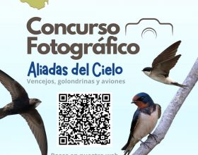 I CONCURSO DE FOTOGRAFÍA DE VENCEJOS, AVIONES Y GOLONDRINAS 2024