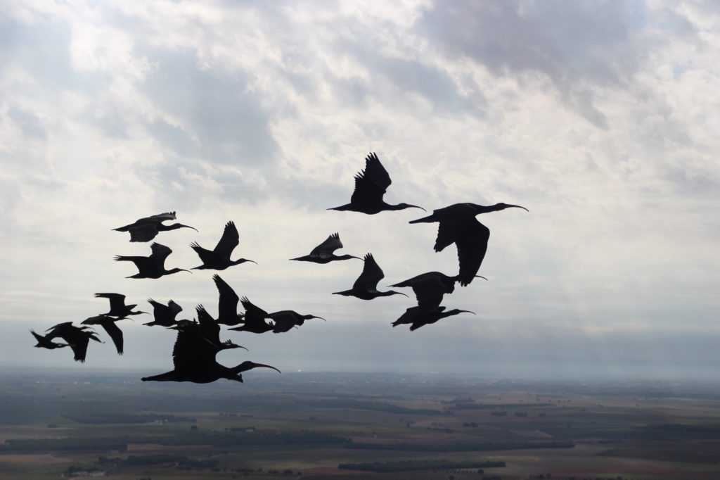Foto 4: Ibis eremitas en vuelo. © Waldrappteam