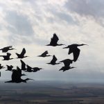 Foto 4: Ibis eremitas en vuelo. © Waldrappteam