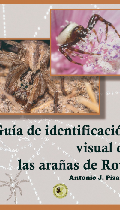 Copia de VENCEJO (5)