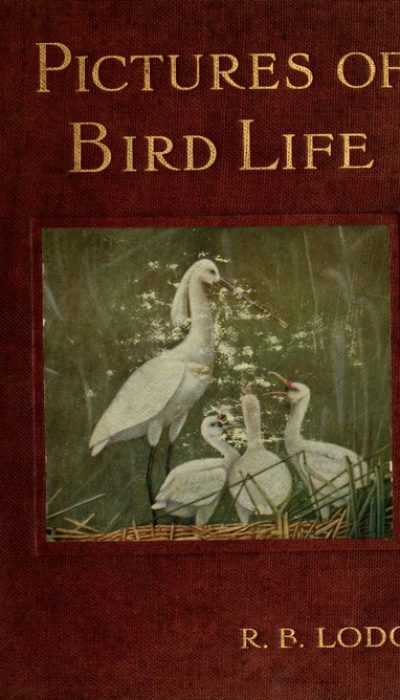 Pictures of bird life